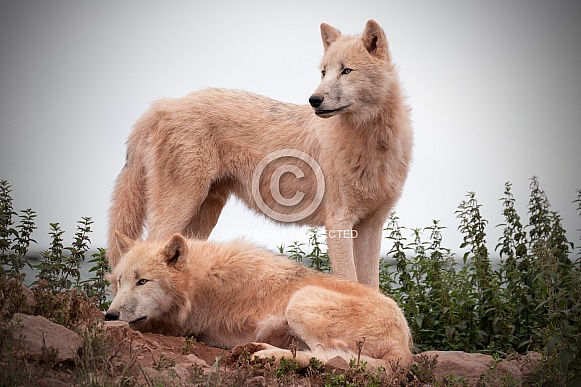 Two Arctic Wolves Together