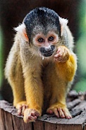 Squirrel monkey sitting on a log and eating