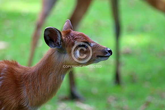 Sitatunga-Antilope (Tragelaphus spekei)