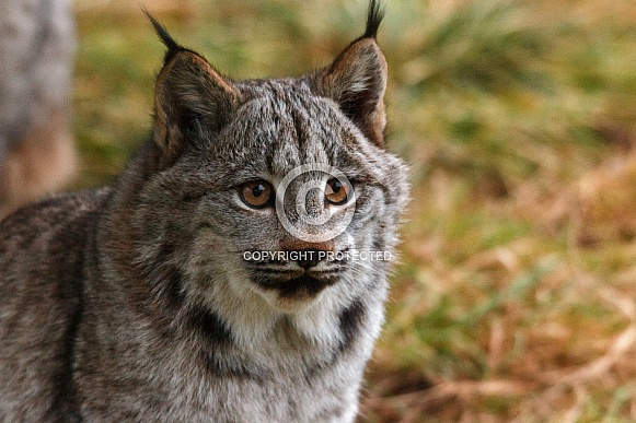 Young Canadian Lynx Close up