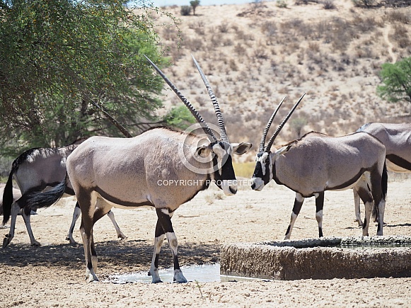 Gemsbok (Oryx)