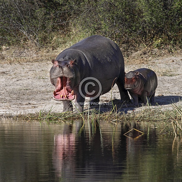 Mother and baby Hippopotamus - Botswana