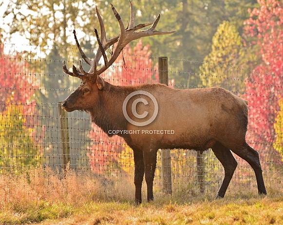 Roosevelt Elk - Bull