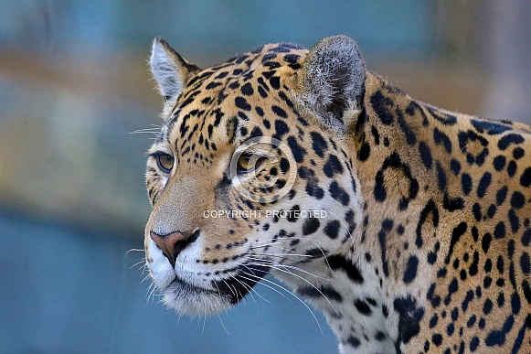 jaguar Wildlife Reference Photos for Artists