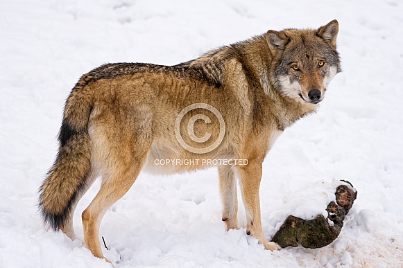 Grey Wolf in Snow