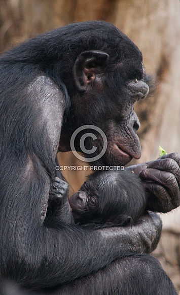 Bonobo and Baby