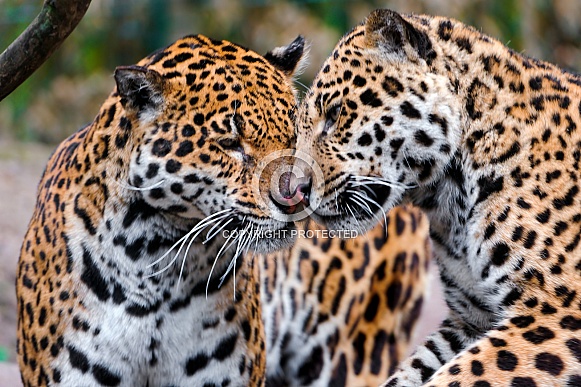 Pair of Jaguars