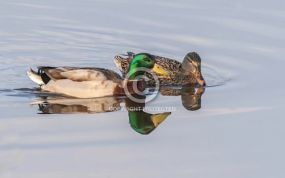 Mallard Duck Pair