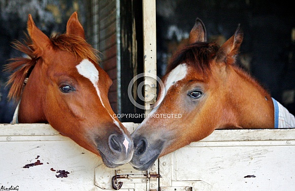 Foals in Stables