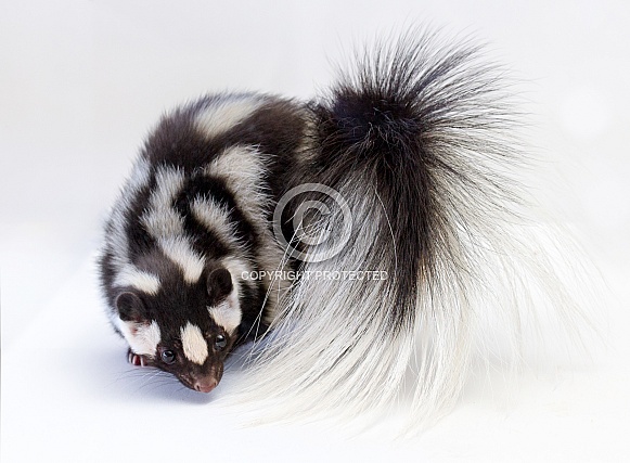 Spotted Skunk on White Background