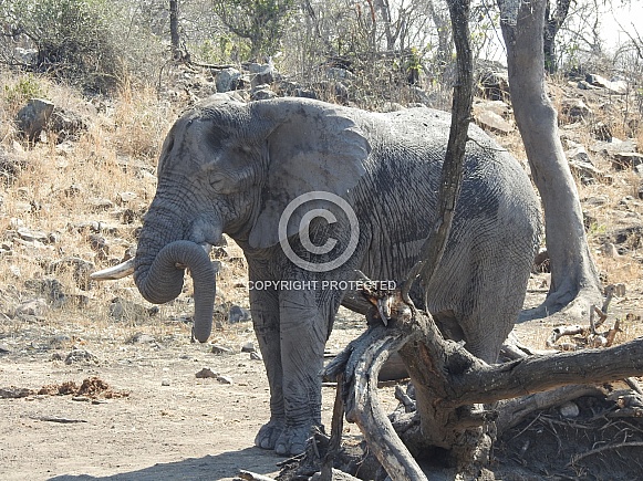 African Elephant sleeping