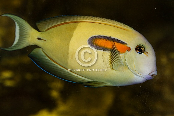 Orange-shouldered Surgeonfish
