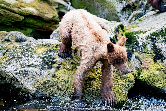 Wild bear cub