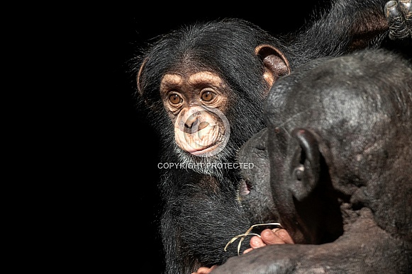 Baby Chimpanzee With Mother