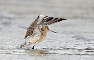 The bar-tailed godwit (Limosa lapponica)