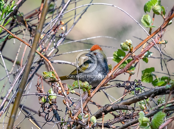 Green-tailed Towhee in the Colorado Foothills