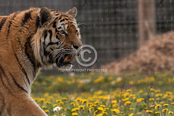 Amur Tiger Side Profile