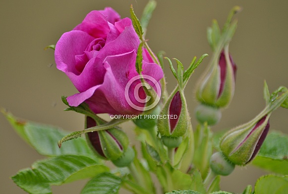Pink Wild Rose