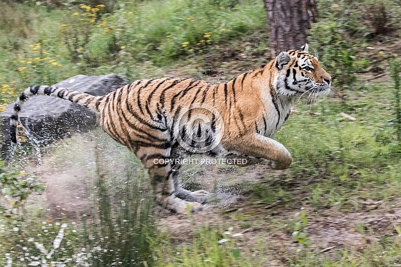 Running Amur tiger