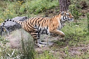 Running Amur tiger