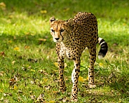 cheetah, adult female