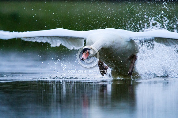 Swan taking off from the water