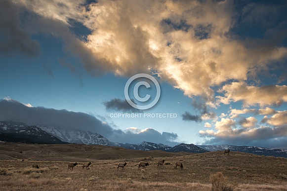 Herd of elk against a dramatic sky and clouds