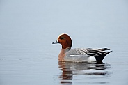 The Eurasian wigeon, a duck with beautiful coloured feathers