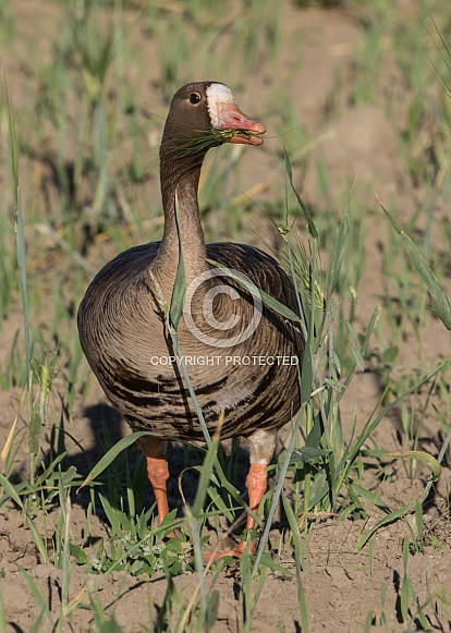 Greater White-fronted Goose Eating