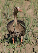 Greater White-fronted Goose Eating