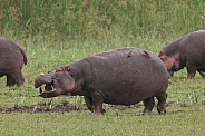 Hippopotamus and Red-billed Oxpeckers