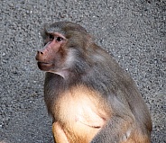 Female Baboon