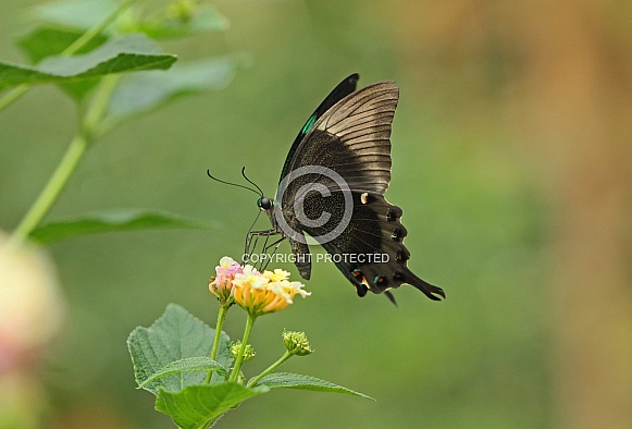 Green banded Swallowtail