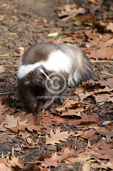 Striped skunk (Mephitis mephitis)