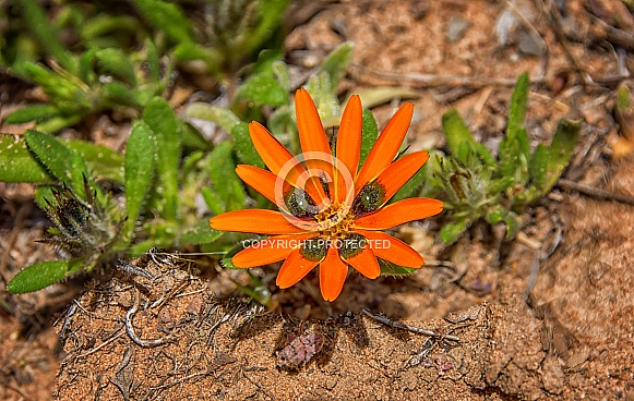 Gorteria diffusa wildflower