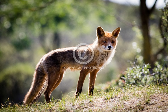Red fox on a hill in the sun