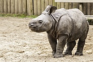 Baby Greater One Horned Rhino