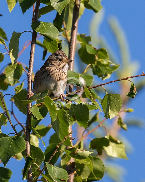 Lincoln's Sparrow in a Tree