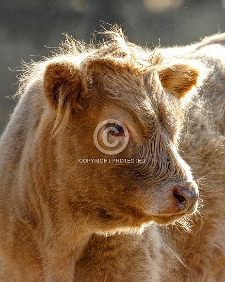 Highland Cattle-Scottish Highland Calf