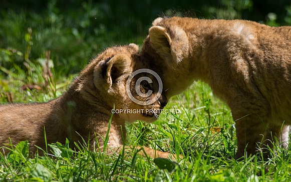 Lion Cub Love