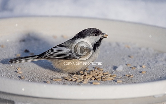 Black-capped Chickadee at the Feeder