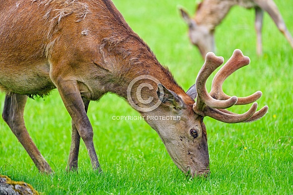 Male deer grazing