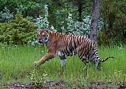 A Captive Juvenile Siberian Tiger