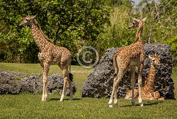 Three Baby Reticulated Giraffes