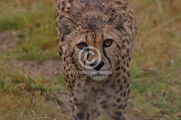 Cheetah Facing Camera Face Shot