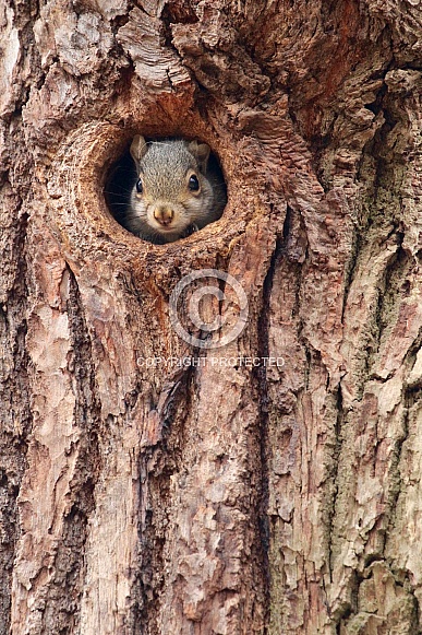 Baby Squirrel in a tree