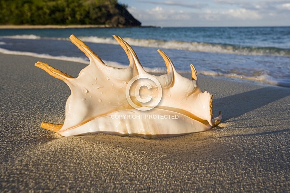 Shell on a tropical beach - Fiji - South Pacific