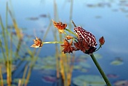 Painted Reed Frog - Okavango Delta