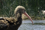 Puna ibis (Plegadis ridgwayi)