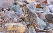 Rock Wallaby Standing Up - Full Body Shot